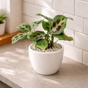 Maranta Green Prayer Plant