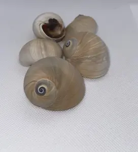 Shark Eye Shell 1.5" - 2". Pack of 5. Pack of 10