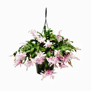 Thanksgiving Cactus, House Plant, Flowering Indoor Plant, Seasonal Pink White Flowers, Christmas Cactus, 8” Hanging Basket, Free Heat Pack