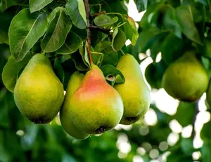 Pear Tree Seeds -20 Seeds - Grow Fresh Pears