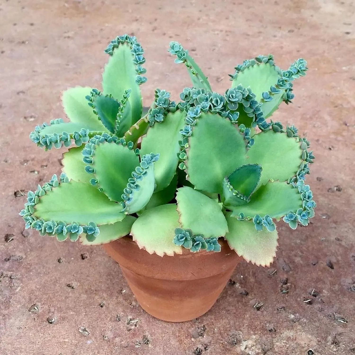 Mother of Thousands Plant with Plantlets on The Leaves - Tall Kalanchoe daigremontiana - Mexican Hat Plant Succulent (1 Plant)