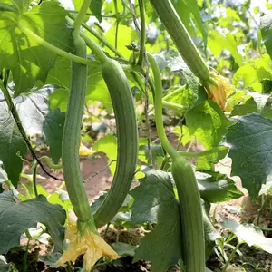 Luffa  Gourd Seeds 30 pcs for Planting Gourds  Grow Loofah Sponges Outdoors in a Home Grown Garden