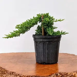 Juniper Bonsai Tree, LIVE Plant, 2 Pack, Juniper Pre-Bonsai Shape Guaranteed