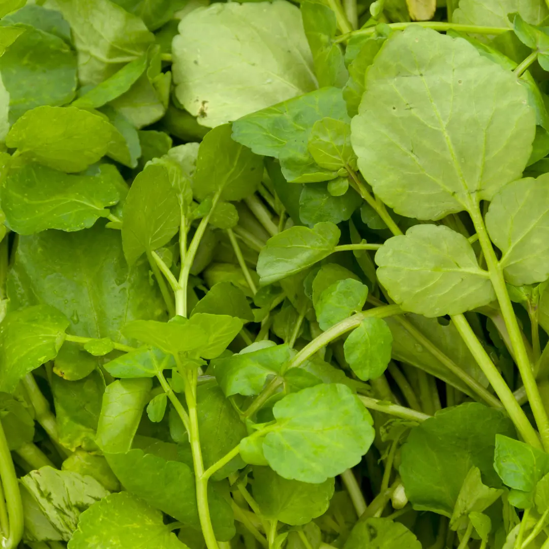 Organic Watercress Seeds (Nasturtium officinale) – 200+ Seeds for Peppery, Nutrient-Rich Greens Ideal for Salads and Garnishes
