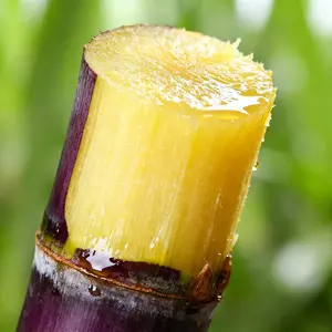 Sugarcane Seeds -  High-Yield  Easy to Survive & Grow, Perfect for Home Fruit Planting Fresh Sweet with Mellow Aftertaste !