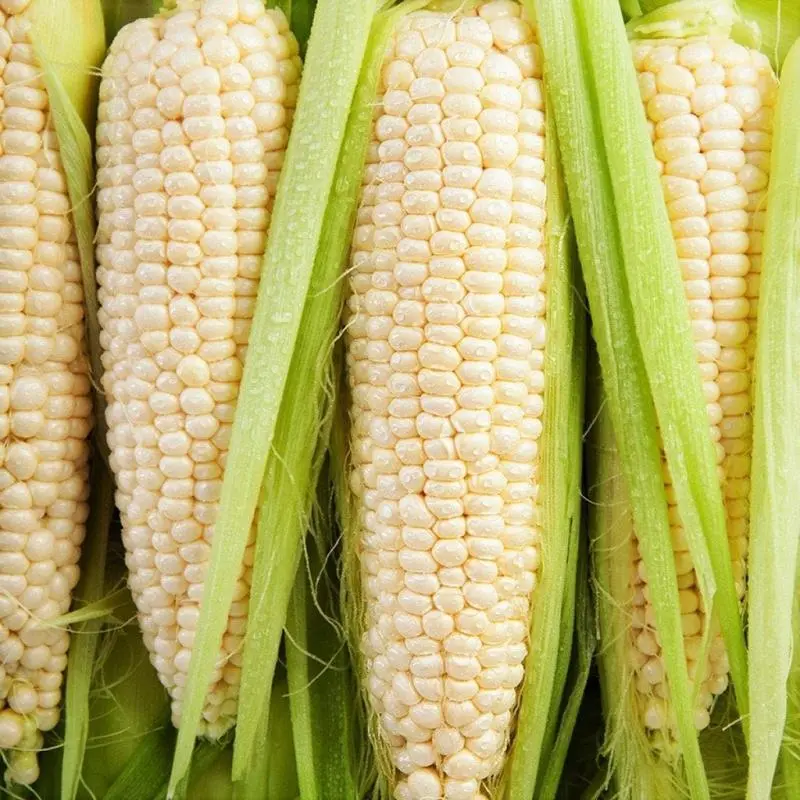 50 Premium White Sweet Corn Seeds – Non-GMO, Extra Tender & Flavorful Ears | Perfect for Backyard Gardens and Fresh Summer Harvests