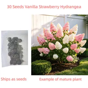 30 Seeds Vanilla Strawberry Hydrangea – Heirloom, Fast Growing, for Pots or Ground, Balcony/Garden/Patio, Beginner-Friendly