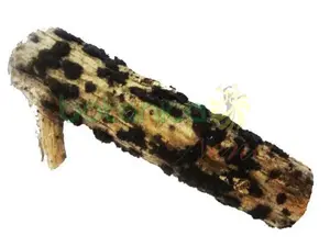 Palo Jaguey 3.5" - 5" Aprox.