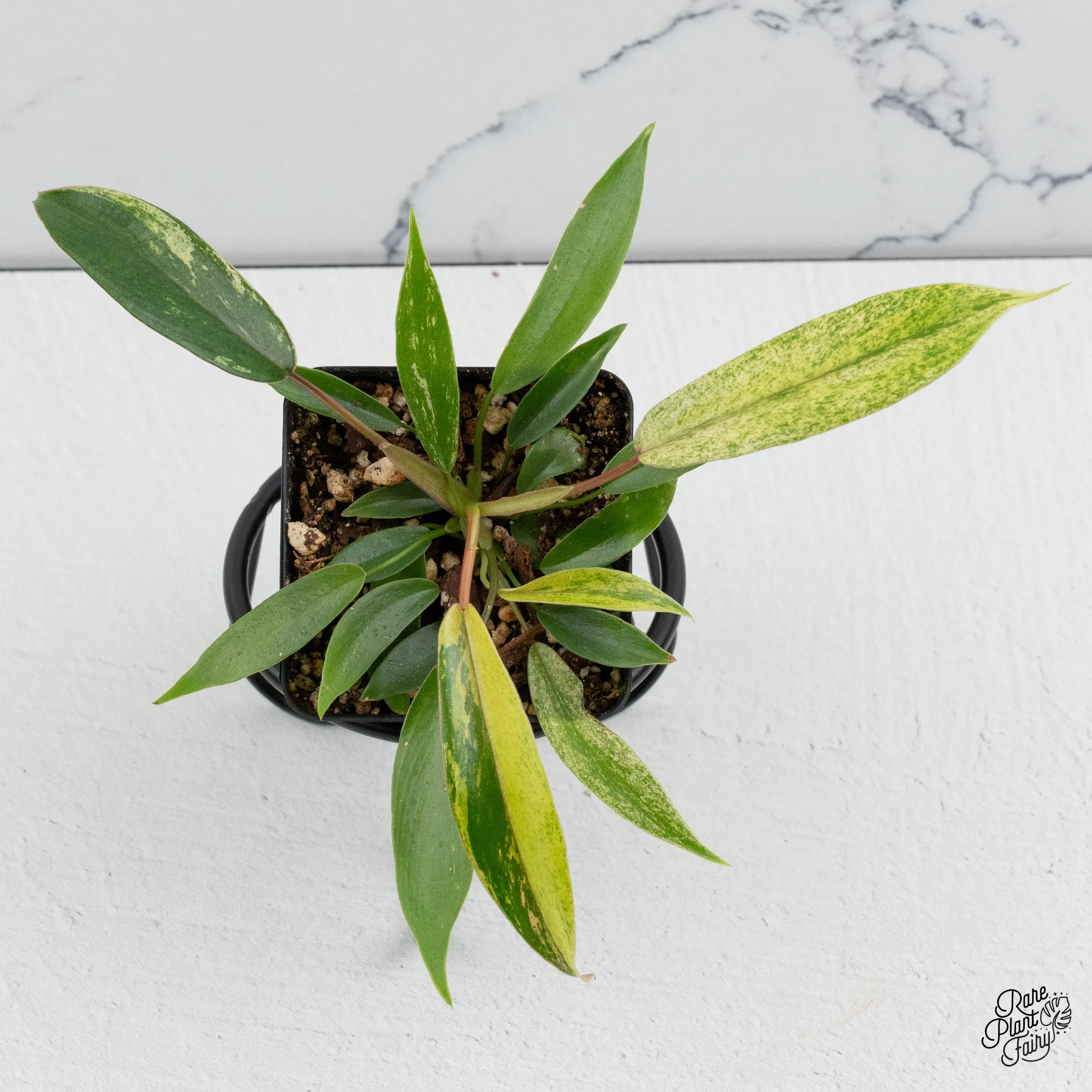 Philodendron Joepii variegated *Grower's Choice*