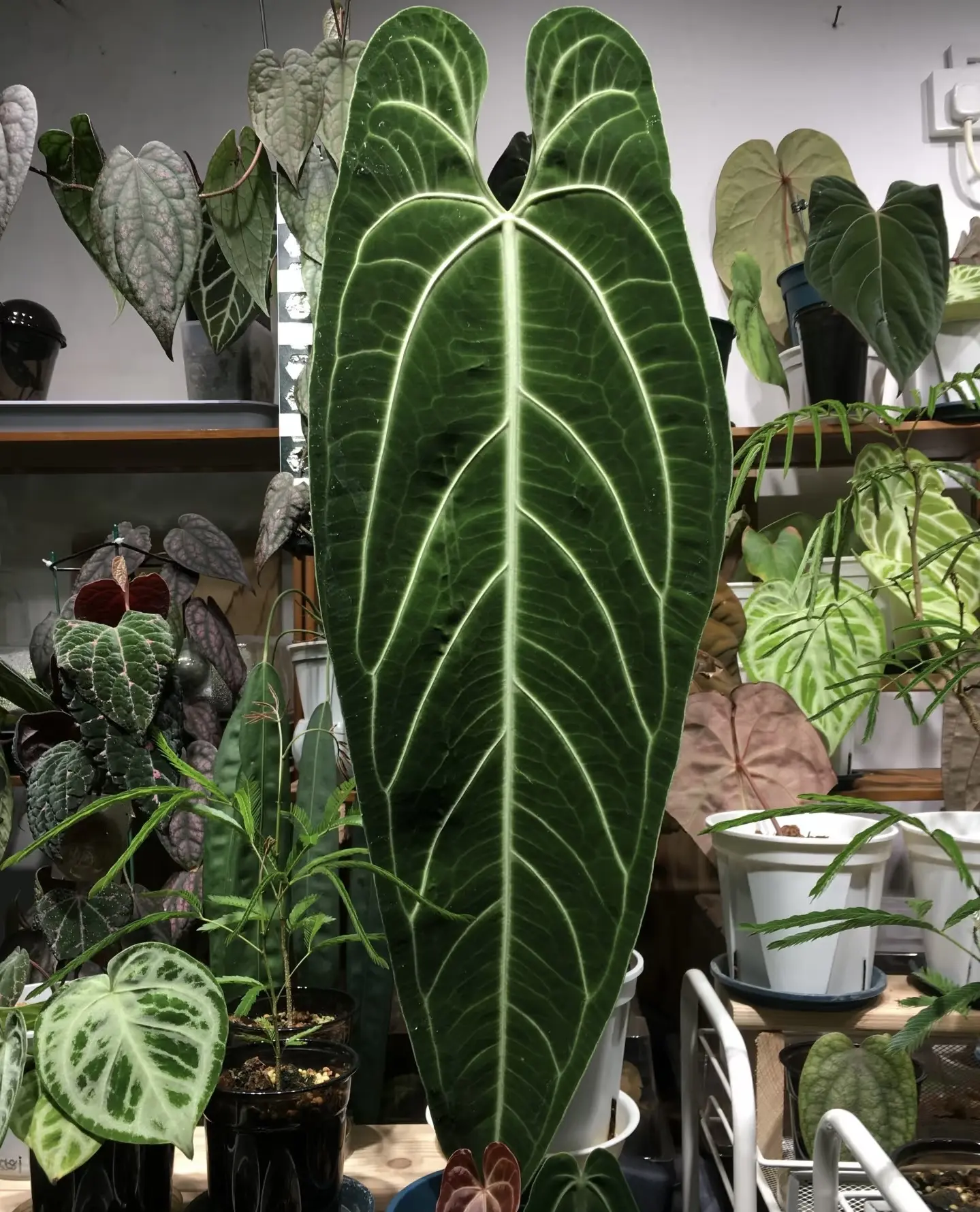 Anthurium Warocqueanum | Queen Anthurium | Rare Velvet Aroid | Live Plant | 2" Pot
