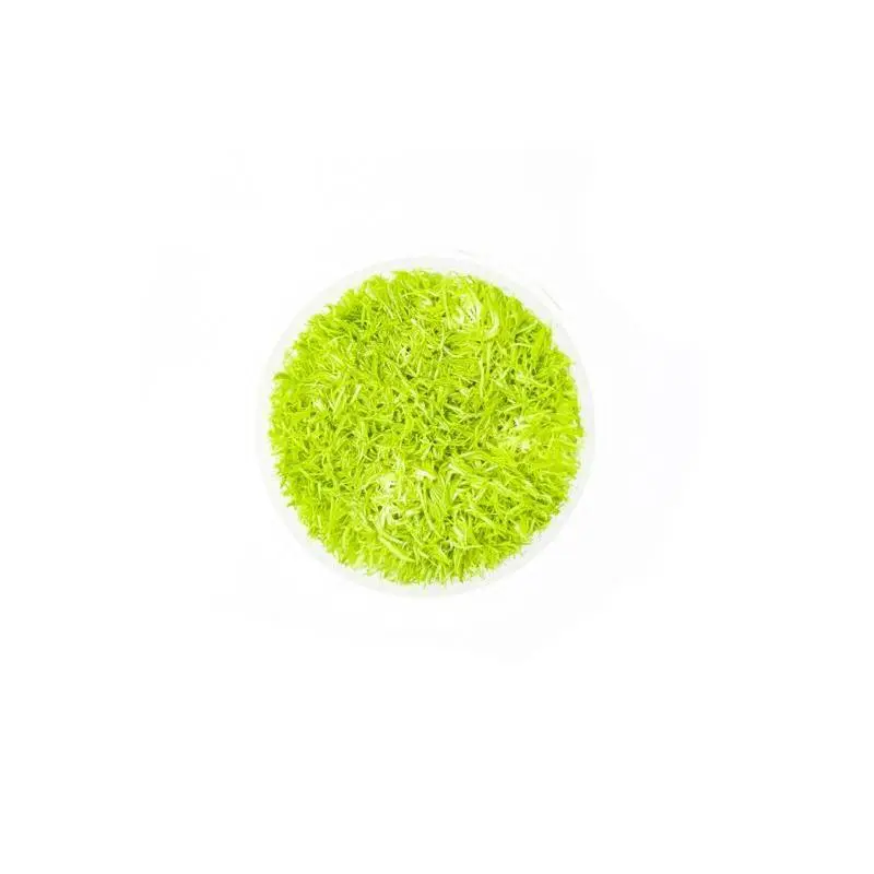 Utricularia Graminifolia Aquatic Farmer Tissue Culture