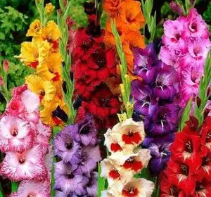 24 Gladiolus Bulbs Mixed Colors Sword Lily Easy to Grow Perennial Garden or Container For Colorful Blooms