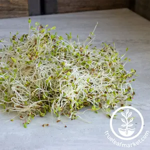 Alfalfa (Organic) - Sprouting Seeds