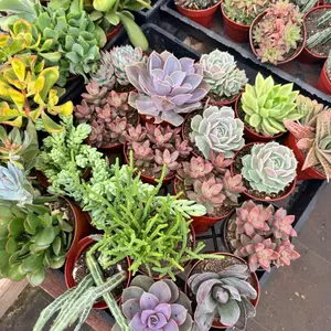 LIVE ONLY • Live Pick Plant only for livestream