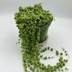 Full 6 inch Potted String of Pearls (Succulent) Full 6 inch Potted String of Pearls (Succulent)