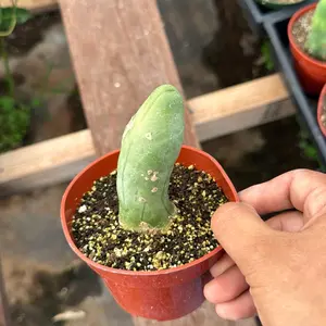 IYKYK Cactus 4 inch pot Plant
