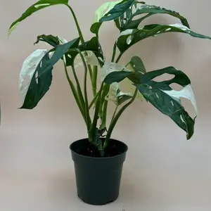 Monstera Adansonii Albo Variagated | 4 Inch Pot | House Plant | Rare Live Plant