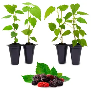 Mulberry Tree (4 Pack) Edible live plant. Fruit Plant