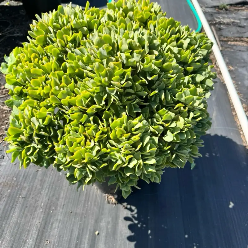 Ripple Jade Ships bare roots