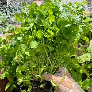 SLOW BOLT CILANTRO SEEDS | 150 Seeds