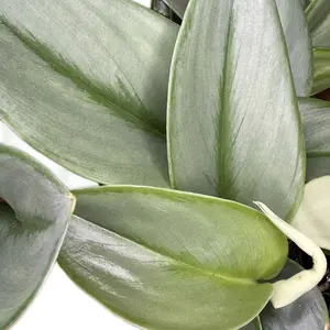 Scindapsus 4in Treubii Moonlight