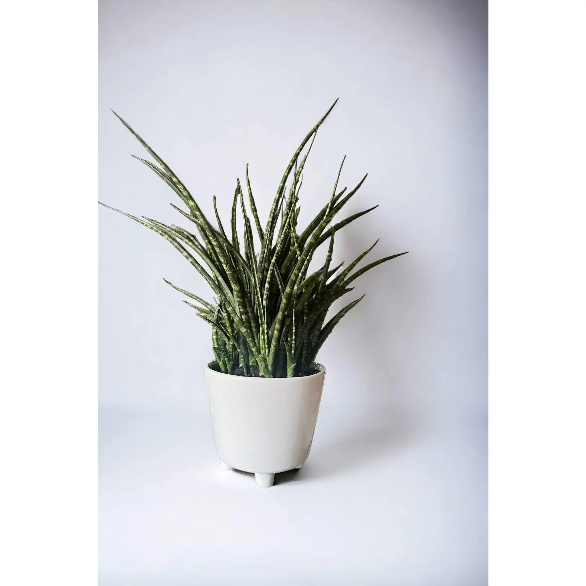 Sansevieria Cylindrica ~ Succulent