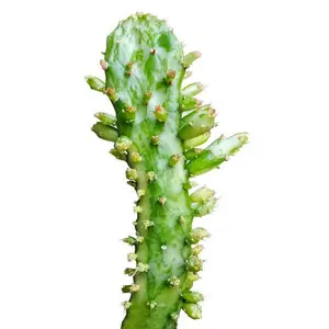 Variegated Joseph's Coat Cactus - Opuntia monacantha variegata
