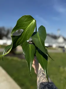 Monstera Burle Marx Flame
