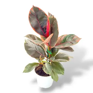 Ficus Ruby, 4 Inch Pot, Live colorful Plant