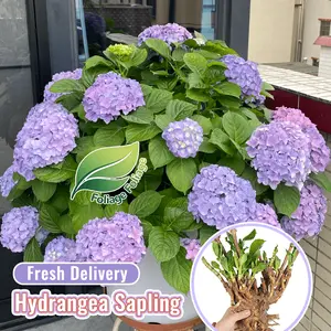 Hydrangea seedlings, hardy and easy to grow, ideal for garden potted plants, ideal for beginners and landscape decoration, suitable for indoor and outdoor planting