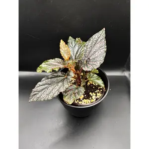 Angel Wing Begonia ‘Benigo Pink’ – A Cascading Symphony of Blush & Silver | Curio Plants