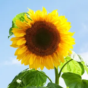 Mammoth Sunflower Seeds