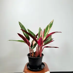 Calathea Stromanthe Triostar with Air Purifying Features in Black Pot