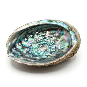5"- 6" Abalone Shell Incense Burner