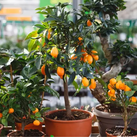 CZ GRAIN Compact & Decorative Fruit-Bearing Citrus Bonsai Orange Tree Plant Seeds (20 Seeds) - DIY Gardening, Beginner-Friendly, Easy to Grow, Fragrant Blooms, Full Sun, Cooler Climates, Indoors/Outdoors Use, Small Garden Suitable
