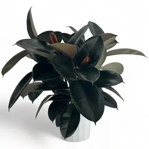 Rubber Tree, 6inch Pot