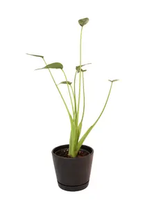 Alocasia Tiny Dancer 4” Potted Live Plant - Unique Exotic Houseplant - Teacup Foliage - Award Winning Variety - Tropical Gift - Miniature Indoor Plant - Elegant Stems - Rare Shape - Greenery Decor - Whimsical Aesthetic - Mutated Elephant Ear