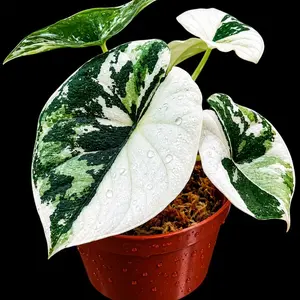 Alocasia Melo Albo Tissue Culture