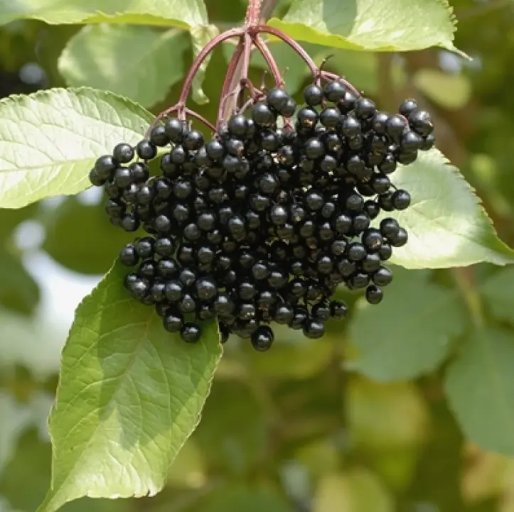 Elderberry Trees Live Plants for Planting 12 Inch Tall - Qt Pot - Black Elderberry Bush Live Plant - No Ship To AK, HI and P.R.