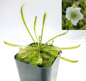Drosera capensis alba white flower [Fungus gnat catcher]