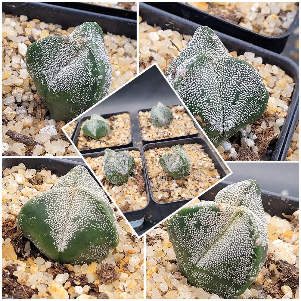 Astrophytum Myriostigma 3 Rib Cactus