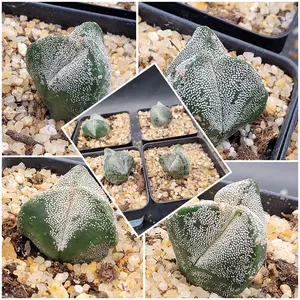 Astrophytum Myriostigma 3 Rib Cactus