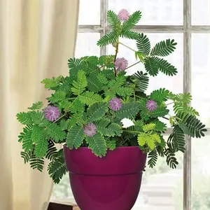 200 Sensitive Plant Seeds for Planting - Exotic Flower Seeds - Mimosa Pudica Seeds AKA Moving Plant, Shy Plant,Sensitive Plant Seeds for Planting Mimosa pudica-Heirloom&Open Pollinated Annual Flowers-Pink Blooms with Leaves,Touch-me-not - by RDR Seeds