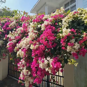 Mixed Color Bougainvillea Perennial Flower Seeds, Low Maintenance Fast Growing Drought Tolerant Ornamental Plants for Outdoor Garden Planting
