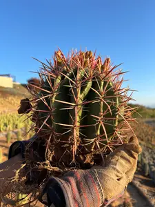 Ferocactus Pilosus Mexican Lime Cactus - Durable and Versatile Cactus with Red Hairs
