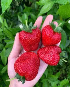 800-1000 Seeds: Easily Create a Balcony Strawberry Garden and Fill Your Home with Sweetness!
