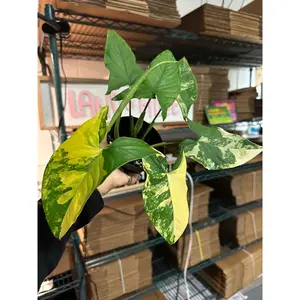 4” Syngonium aurea