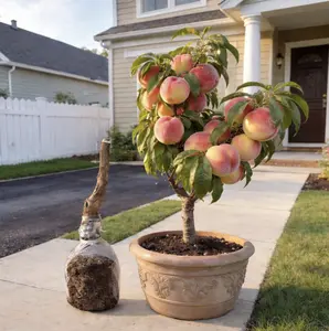 High Quality Grafted Peach Sapling – Sweet Juicy White Flesh Fruit Tree, Early Fruiting for Home Garden & Balcony