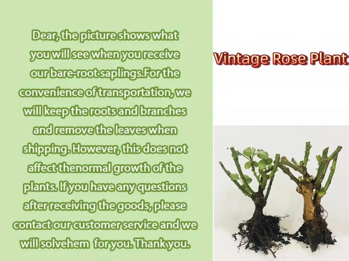 Climbing Rose Bare Root, Ready to Plant When Arrives, Long Blooming & Easy Growing, Perennial for Small Garden, Patio or Balcony
