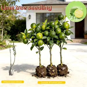 Selected healthy lime tree — trimmed for safe shipping. Grows well in gardens, yards, or containers. Fruit can be used in drinks and meals. Perennial Non-GMO Sapling Plant Compact Fast-Growing Hardy